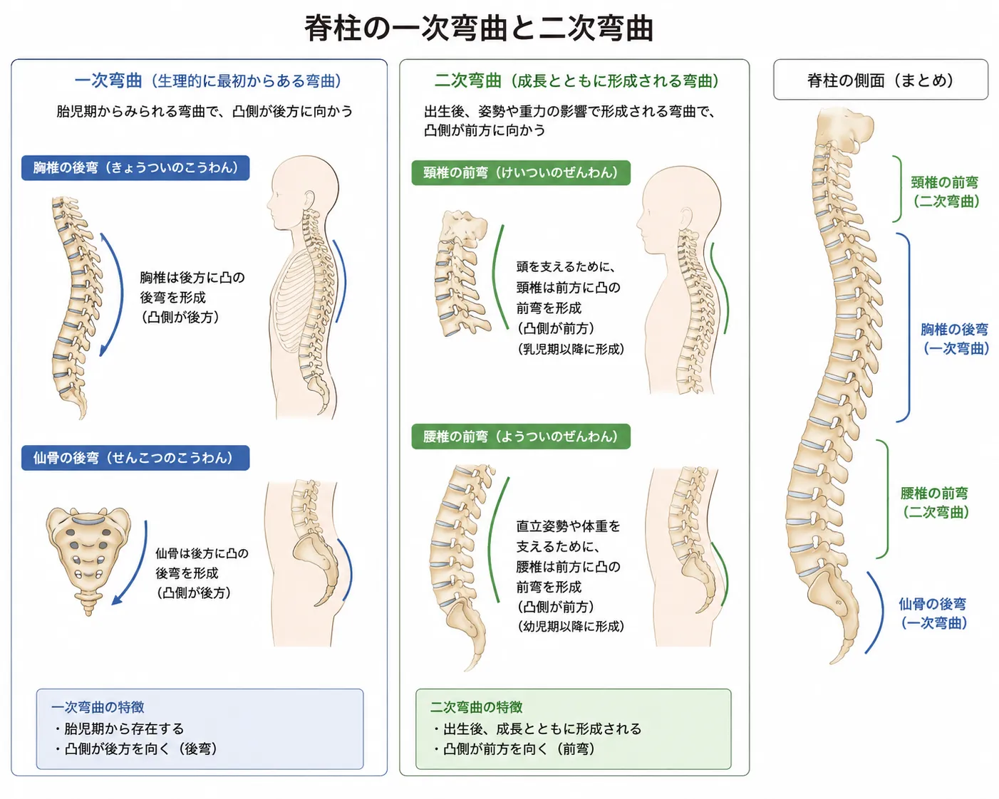 姿勢に関わる背骨と骨盤の解説【北九州市八幡西区】